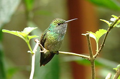Beija-flor / Humming bird