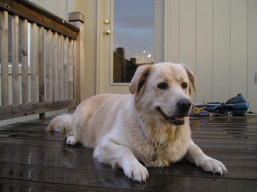 dachshund golden retriever mix puppies. house makeup Golden Retriever,