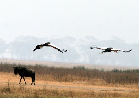 Crowned Cranes fliying over a Wildebeest
