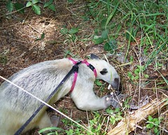 Pua finds ants on her walk