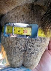 measuring the scrotum of a buck