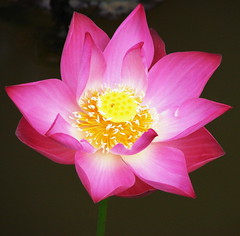 The Original Proud Lotus (Explore 18th June 2007) par Ibnu Yusuf (..away)