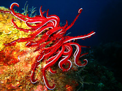 Brilliantly Red Feather Star