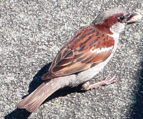 Sparrow at Altreu