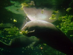 A manatee in Florida