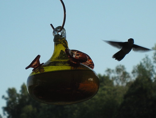 homemade hummingbird feeder wine bottle