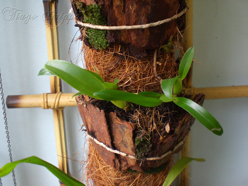 Orquídea em toco de fibra de coco.