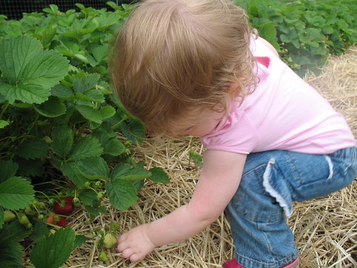 Picking Strawberries 2