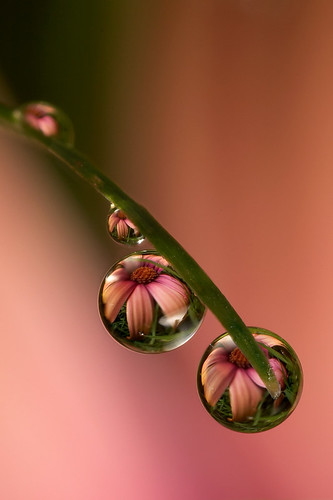 Dewdrop flower refraction (Lord V)