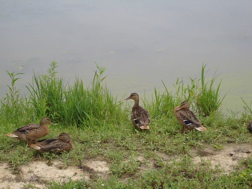 Ducks at the Celery Bog