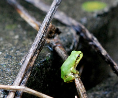 Small kid of Japanese tree frog - by autan