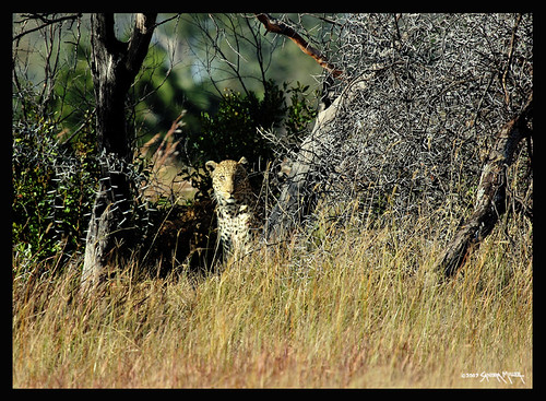 AND HERE HE IS...WE TRACKED THE MALE LEOPARD DOWN FROM HIS TRACKS