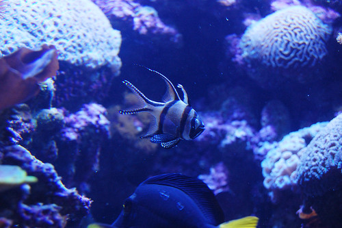 Fish at Skansen Aquarium