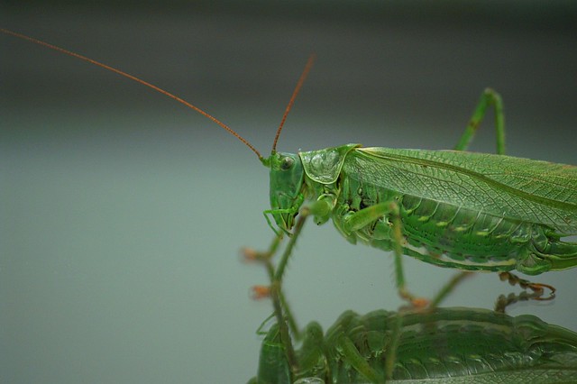PICT9461_grasshopper