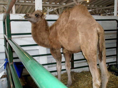 2 hump camel P9230038