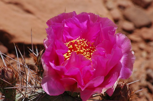 One Prickly Pear Blossom