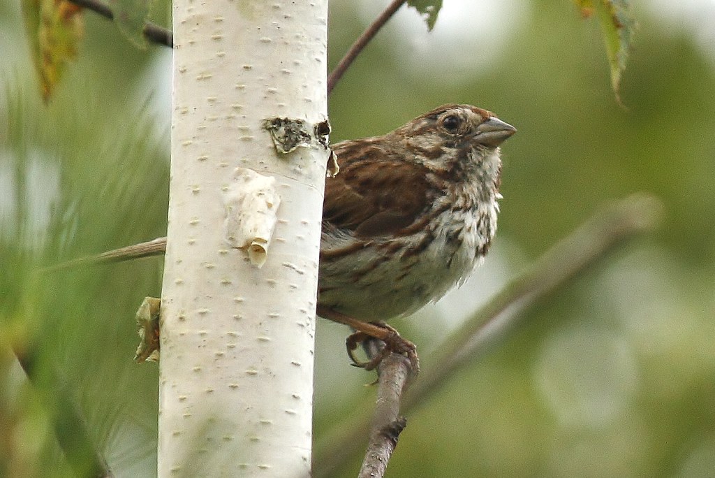 Song sparrow (2)