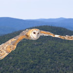 Effraie des clochers en vol - Barn owl in flight