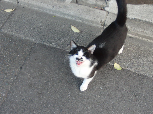 Today's Cat@2010-11-17