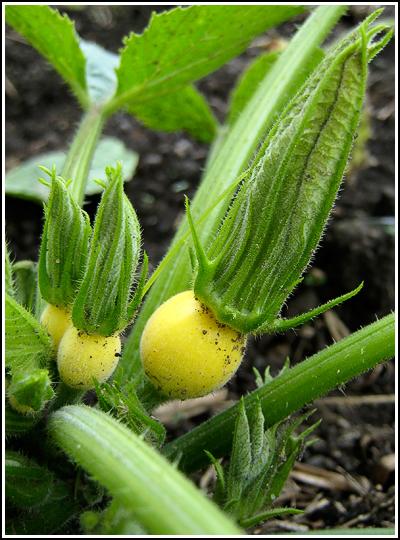 yellow courgette