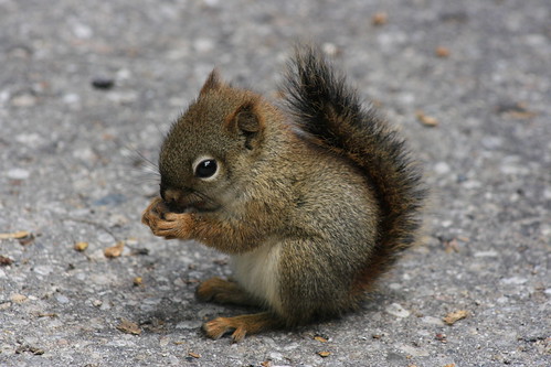 SquirrelMalfoy aka Gabby
