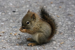 Baby Squirrel by Odalaigh