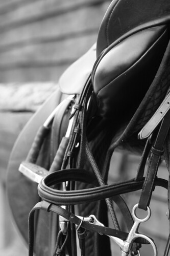 improve your riding, Thistle Ridge Skill Builders, Laura Kelland-May, horse riding, horse training Ottawa, Horse training Ontario, horse training, equestrian, dressage