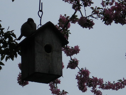 Birdie on Her House