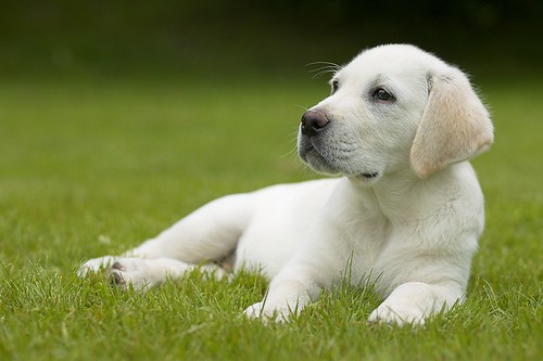 Labrador Retriever Dogs Puppies