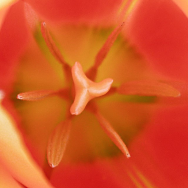 Cœur de tulipe orange mode lumière douce