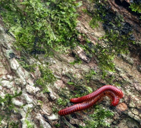 Millipedes Mating