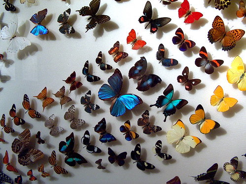 8v-Butterfly Colors