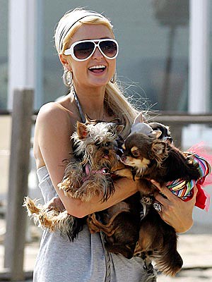 Paris Hilton takes her ever-expanding puppy pack for a walk along the Malibu beach on Tuesday by Paris hilton the biggest celebrity