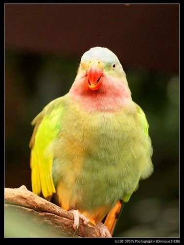 Monty, the Princess Parrot (Polytelis alexandrae)