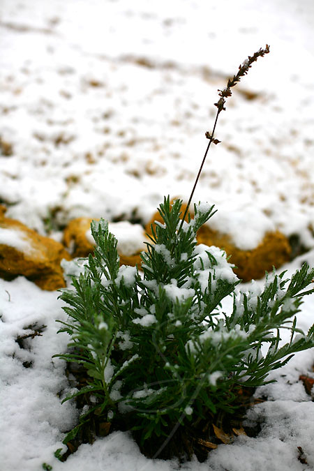 snowy lavender