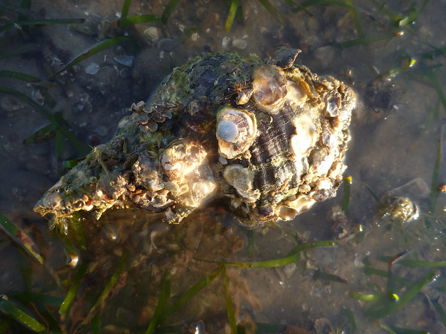 Horse Conch shell covered in bivalves