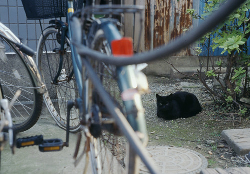 自転車置き場の黒猫
