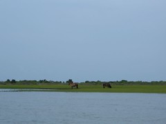 Shackleford Horses in the Marsh