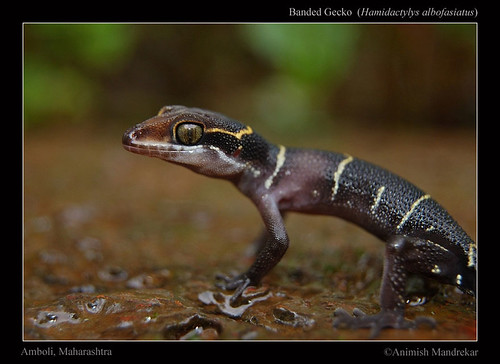Banded-Gecko