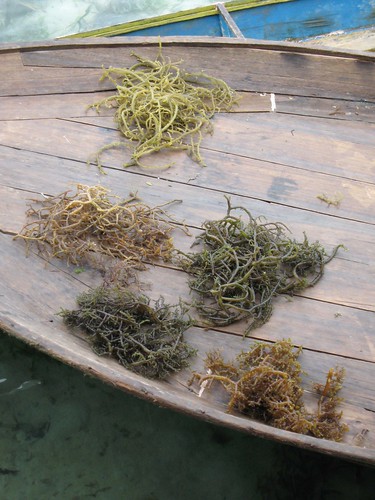 different types of seaweed