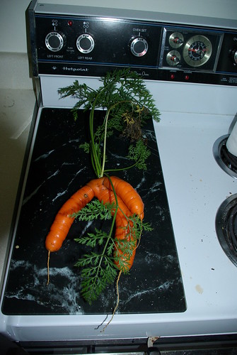2010-11-16 Fresh carrott from garden