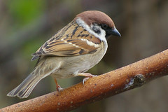Tree Sparrow 13