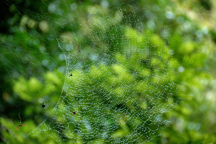 Pearls on the web