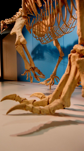 bones of foot. Dinosaur Bones - Left foot