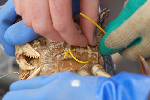 Piercing A dungeness crab of legal 