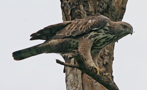 Changeable Hawk-Eagle (Spizaetus cirrhatus limnaeetus )