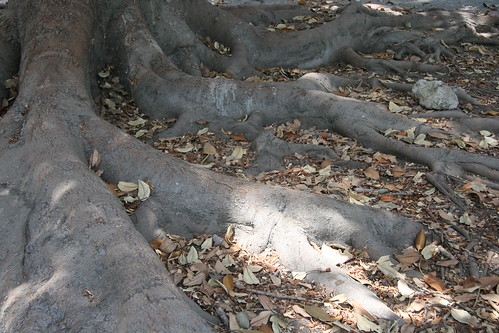 Tree root system
