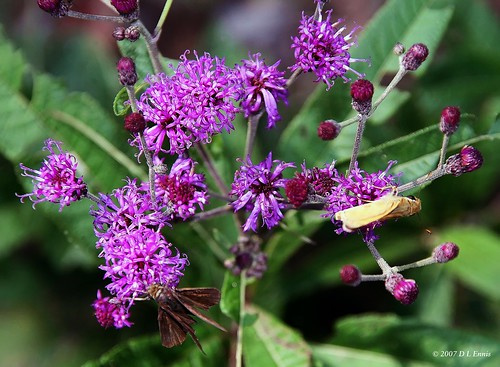 Ironweed and Skippers