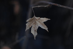 The Last Leaf will never fall