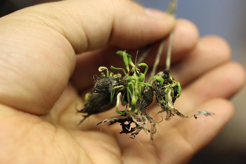 Agrostemma Sprouting